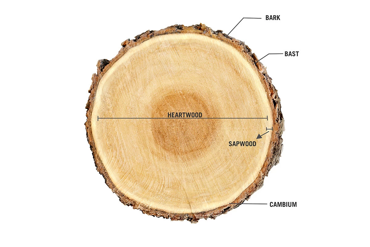 Doorsnede boom_EN_1200x800