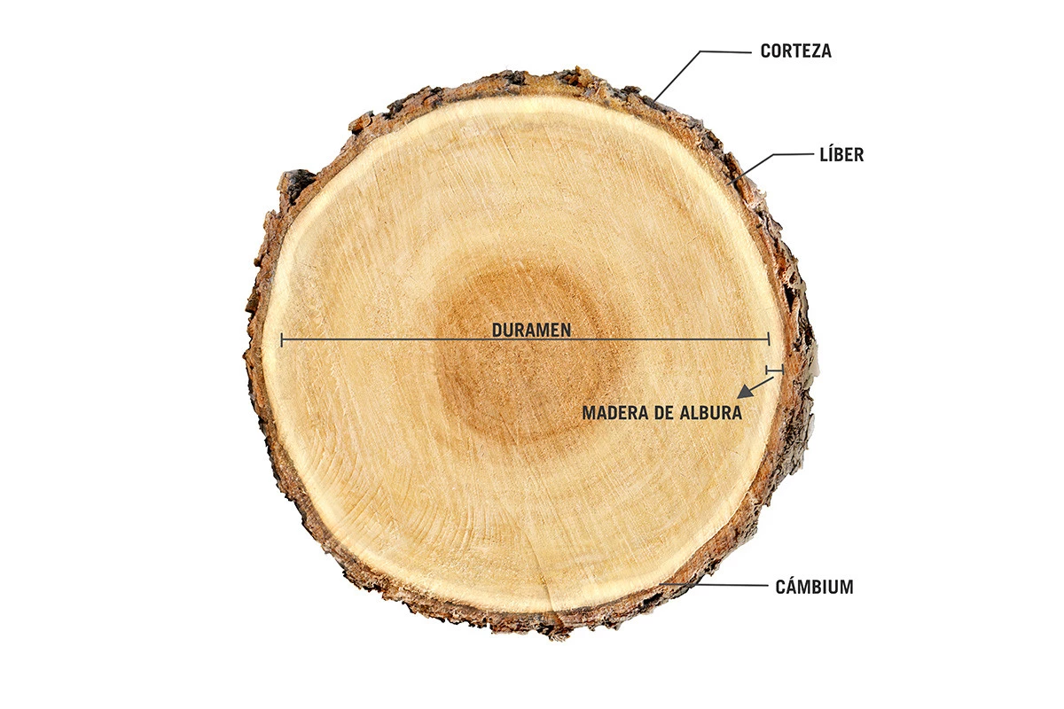 Doorsnede boom_ES_1200x800