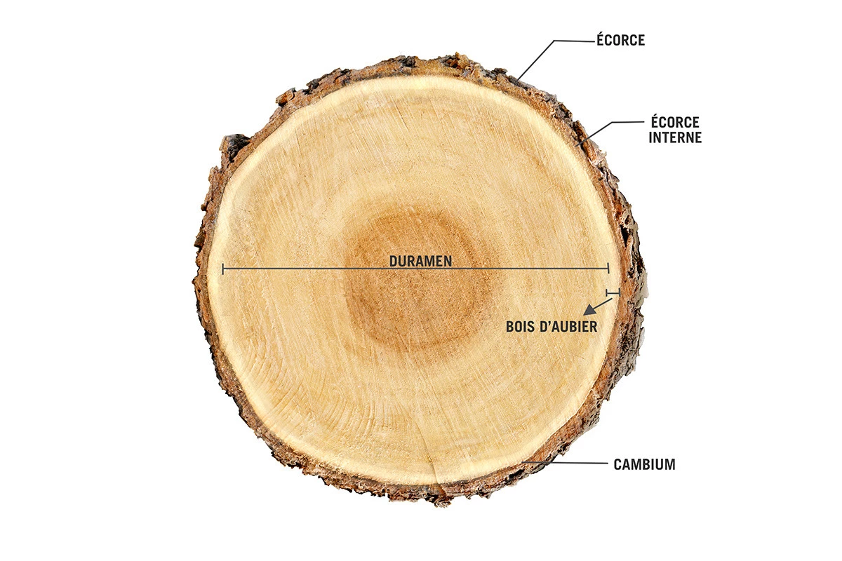 Doorsnede boom_FR_1200x800